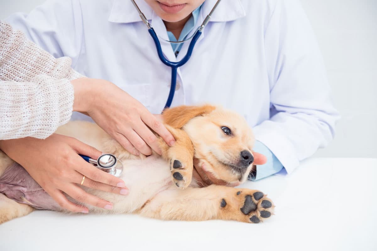 Clínica veterinaria en Lalín