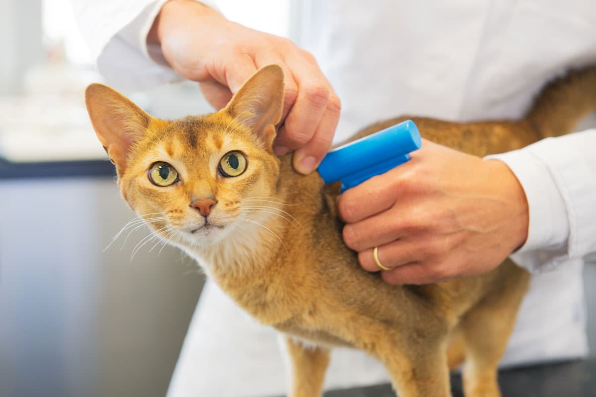 Clínica veterinaria en Silleda